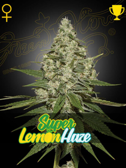SUPER LEMON HAZE Lemon Skunk X Super Silver Haze
