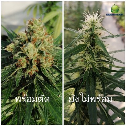 การเก็บเกี่ยวผลผลิตช่อดอกกัญชง 