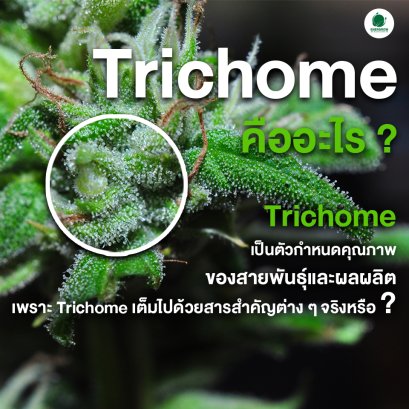 "Trichome" เป็นตัวกำหนดคุณภาพ ของสายพันธุ์และผลผลิตจริงหรือ?