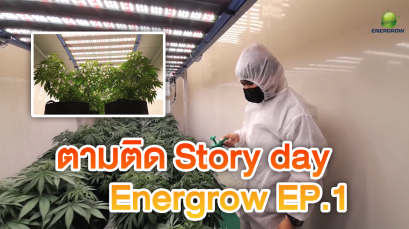 ตามติด Story day Energrow อาณาจักรกัญชงและศูนย์สุขภาพองค์รวม โครงการอุตสาหกิจกัญชงแบบครบวงจร