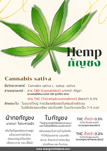 Get to know "Hemp", a popular plant that is trending.