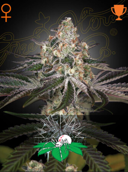 WHITE WIDOW Brazilian X South Indian