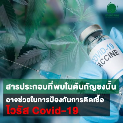 "สารประกอบที่พบในต้นกัญชงนั้น อาจช่วยในการป้องกันการติดเชื้อไวรัส Covid-19"