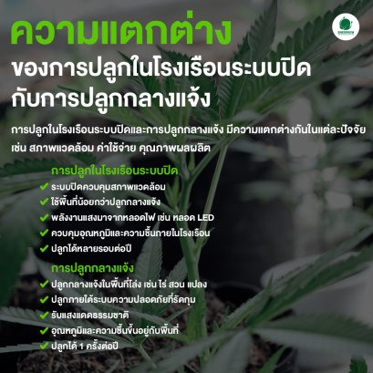 ความแตกต่างของการปลูกในโรงเรือนระบบปิดกับการปลูกกลางแจ้ง