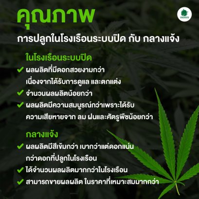 "คุณภาพ" การปลูกในโรงเรือนระบบปิด กับ กลางแจ้ง