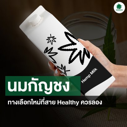 “นมกัญชง” ทางเลือกใหม่ที่สาย Healthy ควรลอง