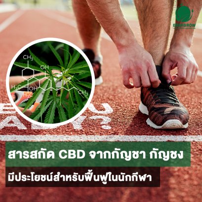 สารสกัด CBD จากกัญชา กัญชง มีประโยชน์สำหรับฟื้นฟูในนักกีฬาจริงหรือ ?