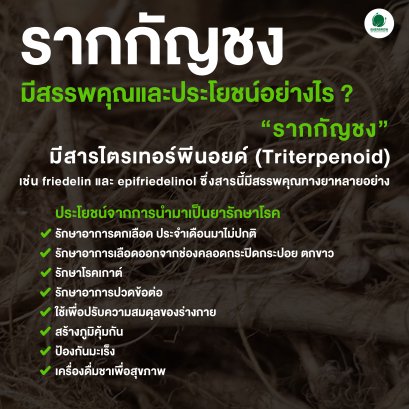 รากกัญชง มีสรรพคุณและประโยชน์อย่างไร ?