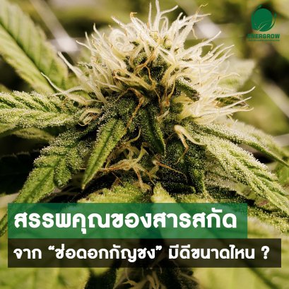 สรรพคุณของสารสกัดจาก “ช่อดอกกัญชง” มีดีขนาดไหน ?