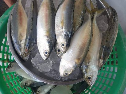 ปลาทูสด