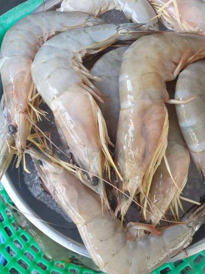 กุ้งแชบ๊วย กุ้งทะเล