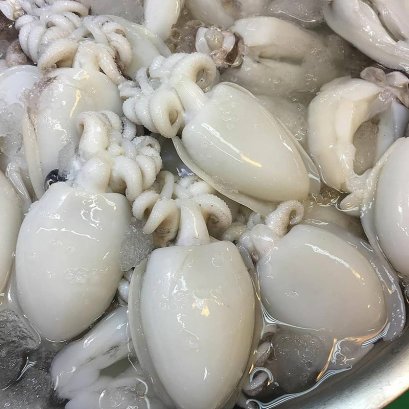 ปลาหมึกกระดอง