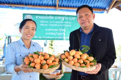 วช.หนุนถ่ายทอดเทคโนโลยีผลิตมะยงชิดเชิงพาณิชย์