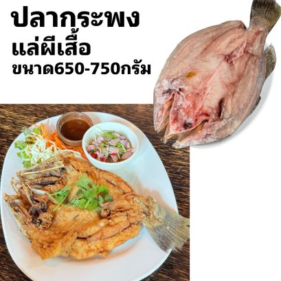 ปลากระพง แล่ผีเสื้อ(ขนาด650-750กรัม/ตัว)