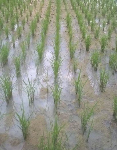 รีวิวจากลูกค้า