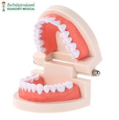 โมเดลฟัน Dental Teeth Model