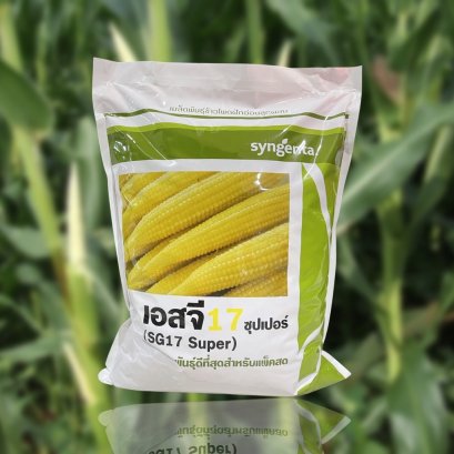 ข้าวโพดฝักอ่อน เอสจี 17 ซุปเปอร์