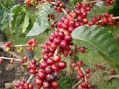 ประวัติกาแฟ