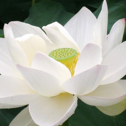 มหาสติปัฏฐาน 4 อริยมรรคมีองค์ 8