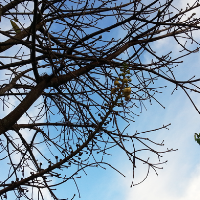 วงจรกระแสจิต