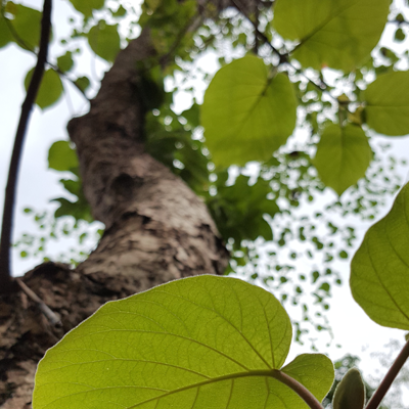 วิธีการแผ่เมตตา