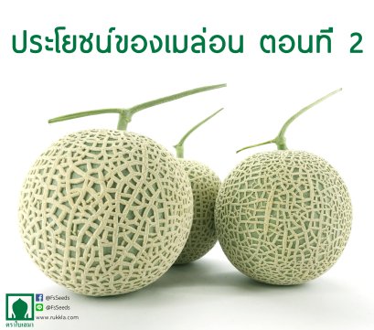 เมล่อนมีประโยชน์อย่างไร ตอนที่ 2 (ตอนจบ)