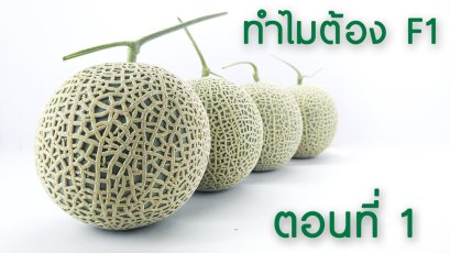 ทำไมต้องซื้อเมล็ดพันธุ์ F1 ตอนที่ 1
