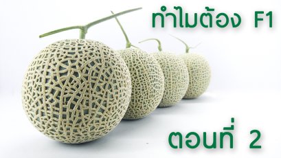 ทำไมต้องซื้อเมล็ดพันธุ์ F1 ตอนที่ 2