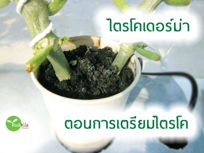 การเตรียมไตรโคเดอร์ม่า