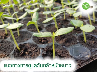 วิธีการดูแลต้นกล้าในฤดูหนาว