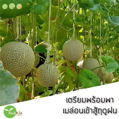 เตรียมพร้อมพา เมล่อนเข้าสู้ฤดูฝน