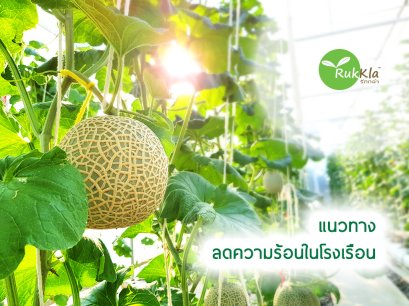 แนวทางการลดความร้อนในโรงเรือน