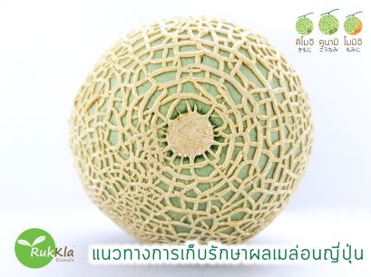 แนวทางการเก็บรักษาผลเมล่อนญี่ปุ่น