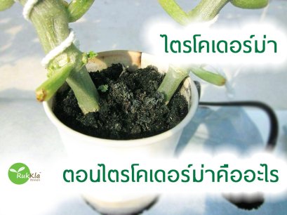 ไตรโคเดอร์มา (Trihoderma) คืออะไร 