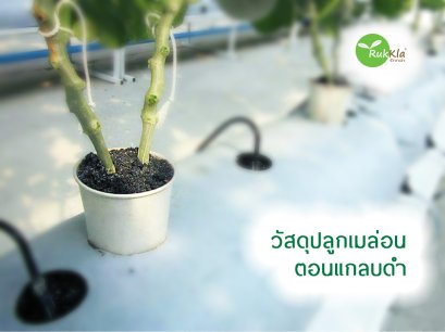 วัสดุปลูกเมล่อน: แกลบดำ 