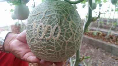 เมล่อนผลไม้ธรรมดาๆ