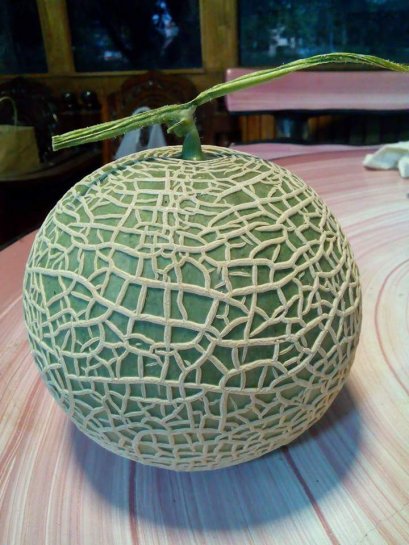 เมล่อนไฮโดรโปนิกส์