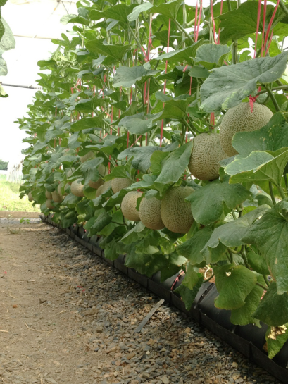 สร้างรายได้ไม่ยากกับการปลูกเมล่อนคิโมจิ (Kimoji)