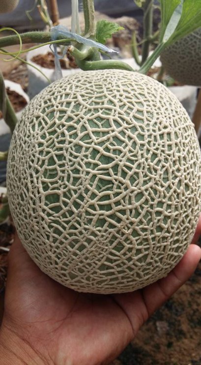 ฟาร์มเมล่อนสวนมะนาวแป้นรำไพพันธุ์ทวาย ต.มาบแค จ.นครปฐม