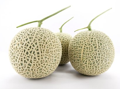 ตารางเก็บผลเมล่อน "คิโมจิ" จากฟาร์มชั้นนำ