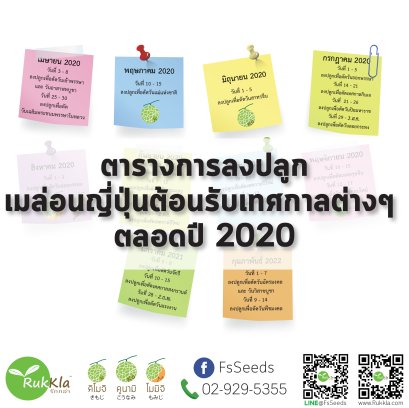 ตารางการปลูกเมล่อนญี่ปุ่น เพื่อเก็บผลช่วงเทศกาล