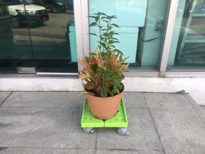 ที่วางกระถางต้นไม้ ฐานวางกระถางต้นไม้ติดล้อไม่ทำให้พื้นบ้านเป็นรอย เคลื่อนย้ายง่ายเมื่อต้องการทำความสะอาดง่ายไม่ต้องประกอบแกะกล่องใช้งานเลย