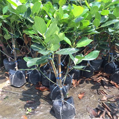 ต้นขนุนแดงสุริยา สูง ประมาณ 80-100ซม.ส่งพร้อมถุงขนาด 6 นิ้ว พร้อมปลูกลงดิน mefarmsook