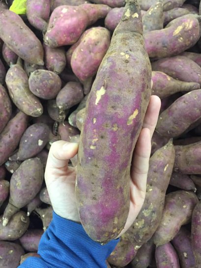 มันเทศหวานเวียดนาม สด สะอาด มีประโยชน์ ปลอดสารพิษ หวานจริงๆคะ ไม่ต้องจิ้มน้ำตาลใดๆ แล้วไม่ต้องกลัวอ้วน