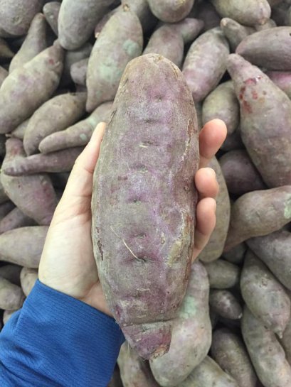 มันม่วงหวาน สีสวย น่ารับประทาน และรสชาติยังหวานอร่อย