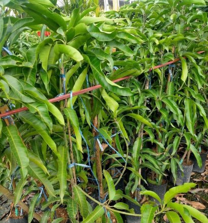 ต้นมะม่วงพันธุ์แก้วลืมรัง 80-120ซม.ส่งพร้อมถุงขนาด 6 นิ้ว พร้อมปลูกลงดิน