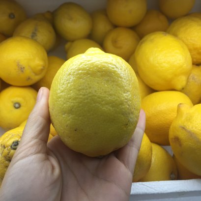 Lemon มะนาวเหลืองลูกโต 1 ลูก