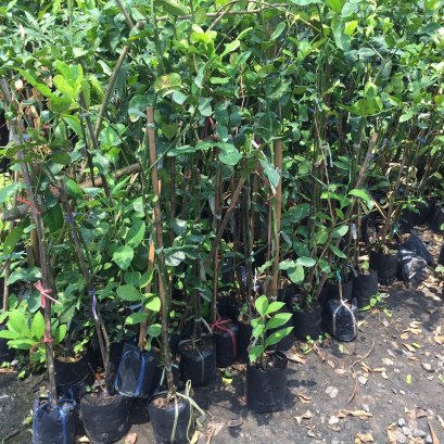 ต้นมะกรูดกิ่งตอน ส่งประมาณ80-120ซม.ส่งพร้อมถุงขนาด6นิ้ว พร้อมปลูกลงดิน