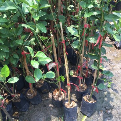 ต้นมะนาวทูลเกล้า สูงประมาณ80-200ซม.ส่งพร้อมถุงขนาด6นิ้ว พร้อมปลูกลงดิน