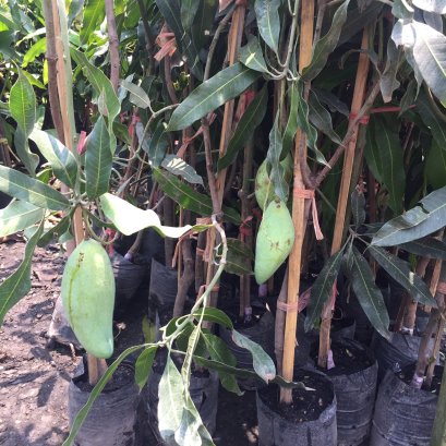 ต้นมะม่วงน้ำดอกไม้มัน สูง80-120ซม.ส่งพร้อมถุงขนาด 6 นิ้ว พร้อมปลูกลงดิน